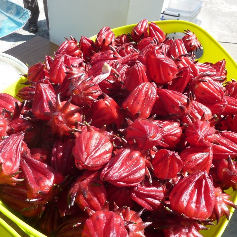 洛神花(標題圖檔)